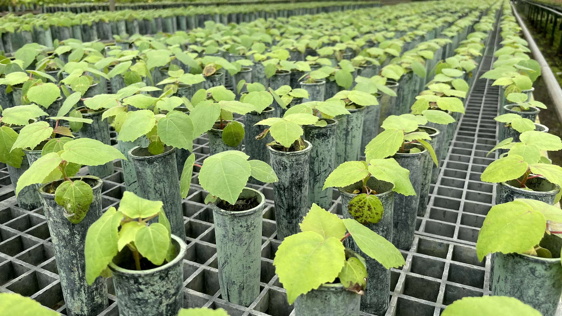 Balsa nursery with young seedlings