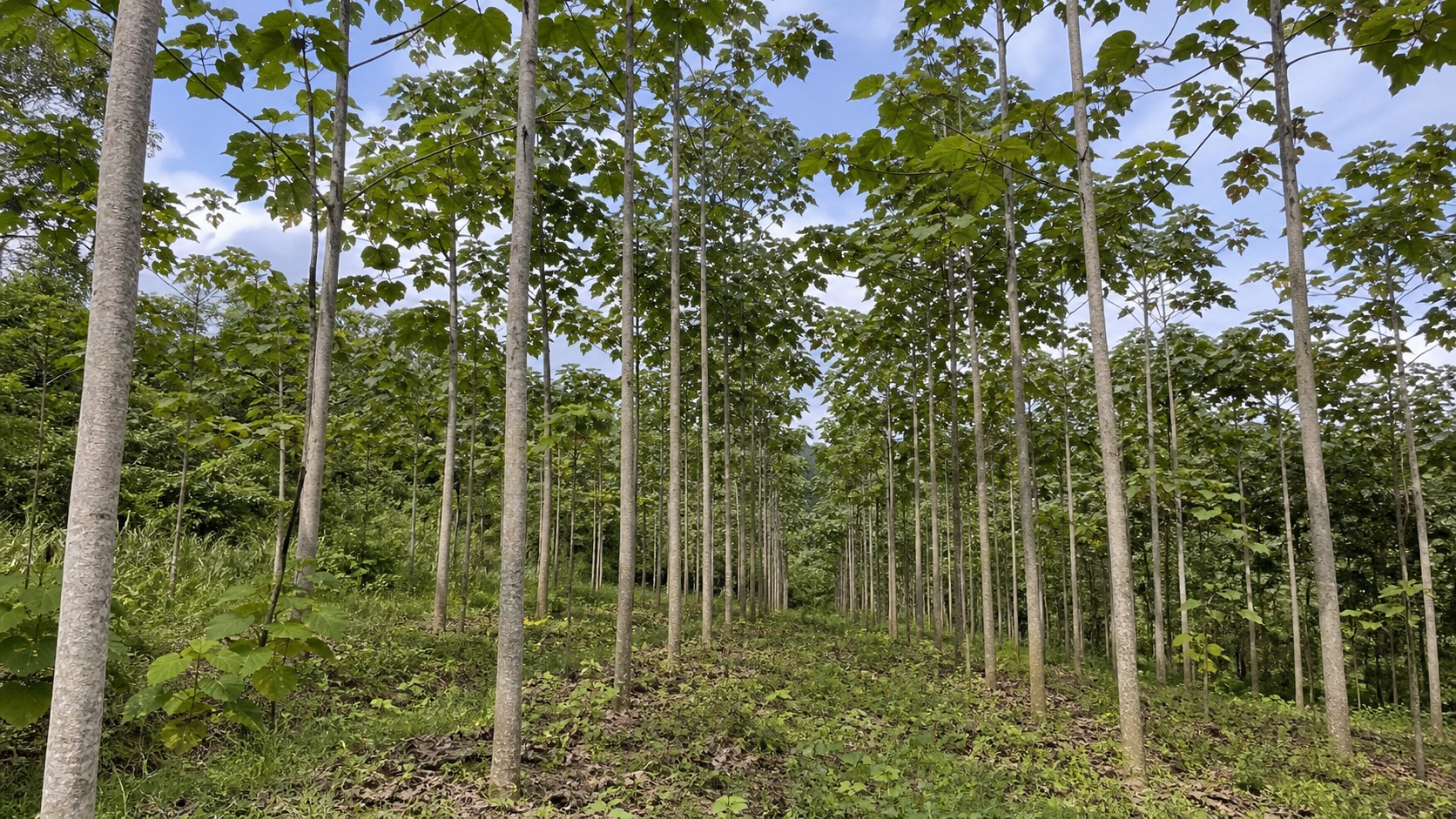 Managed balsa plantation forest