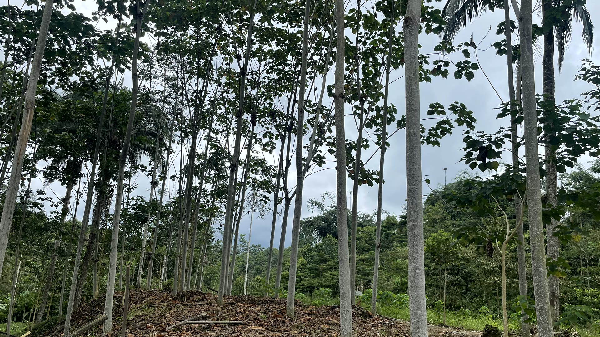 Balsa plantation forest